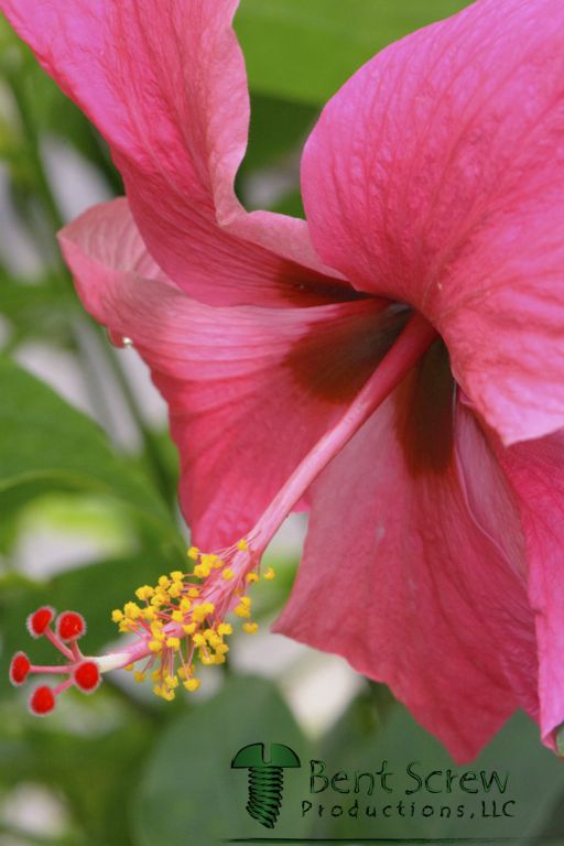 Flower - Pink Hibiscus